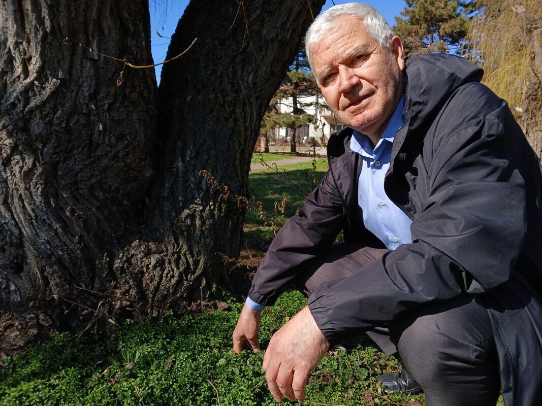 Mladen Cvetković od malena bere koprive