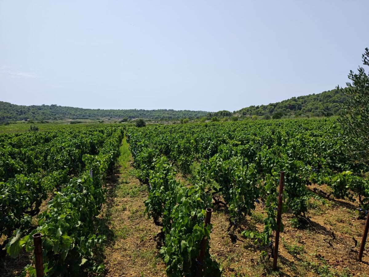 Vis vinograd
