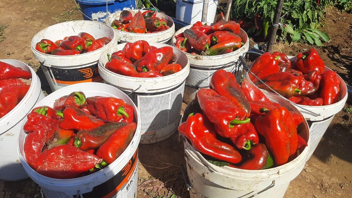 Moravska kapija, paprika