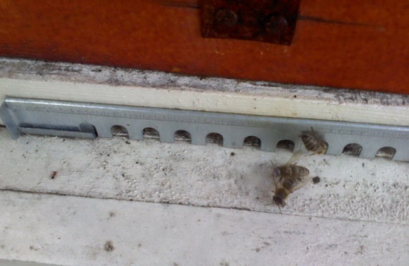 Mravi na letu košnice