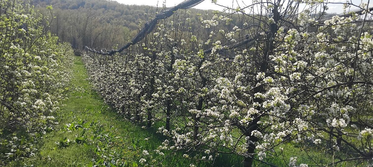 iscvjetali voćnjak