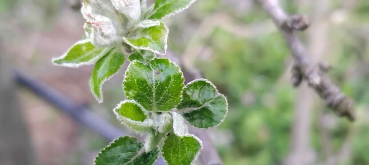 tek olistala grančica stabla