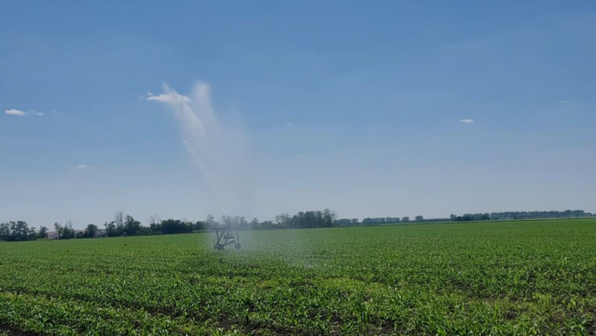 Navodnjavanje kukuruza