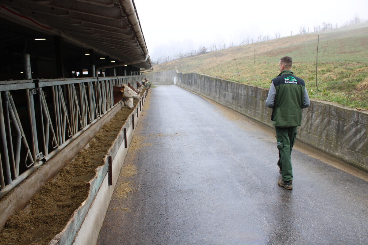 čovjek hoda pored krava