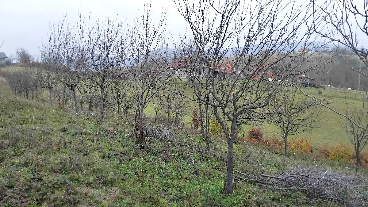 Novicin zasad šljive