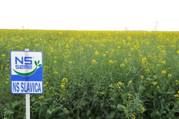 NS seme - uljana repica