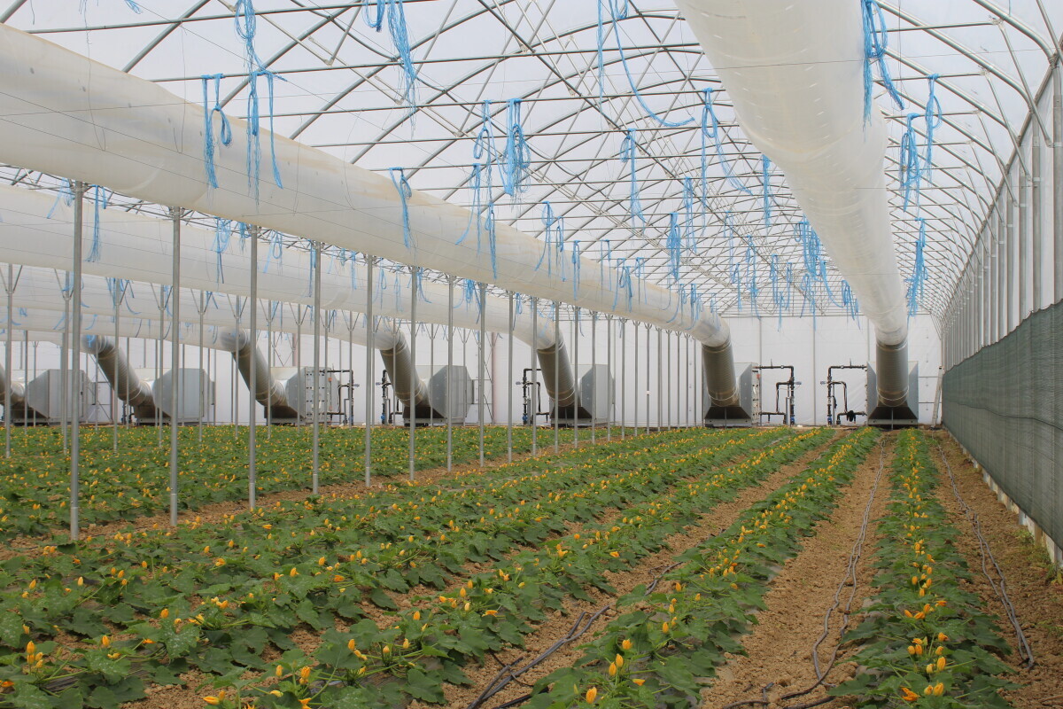 Bošković rajčica podravka