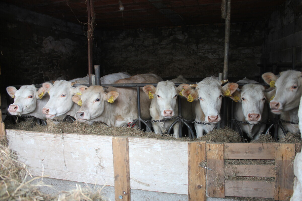 krave OPG