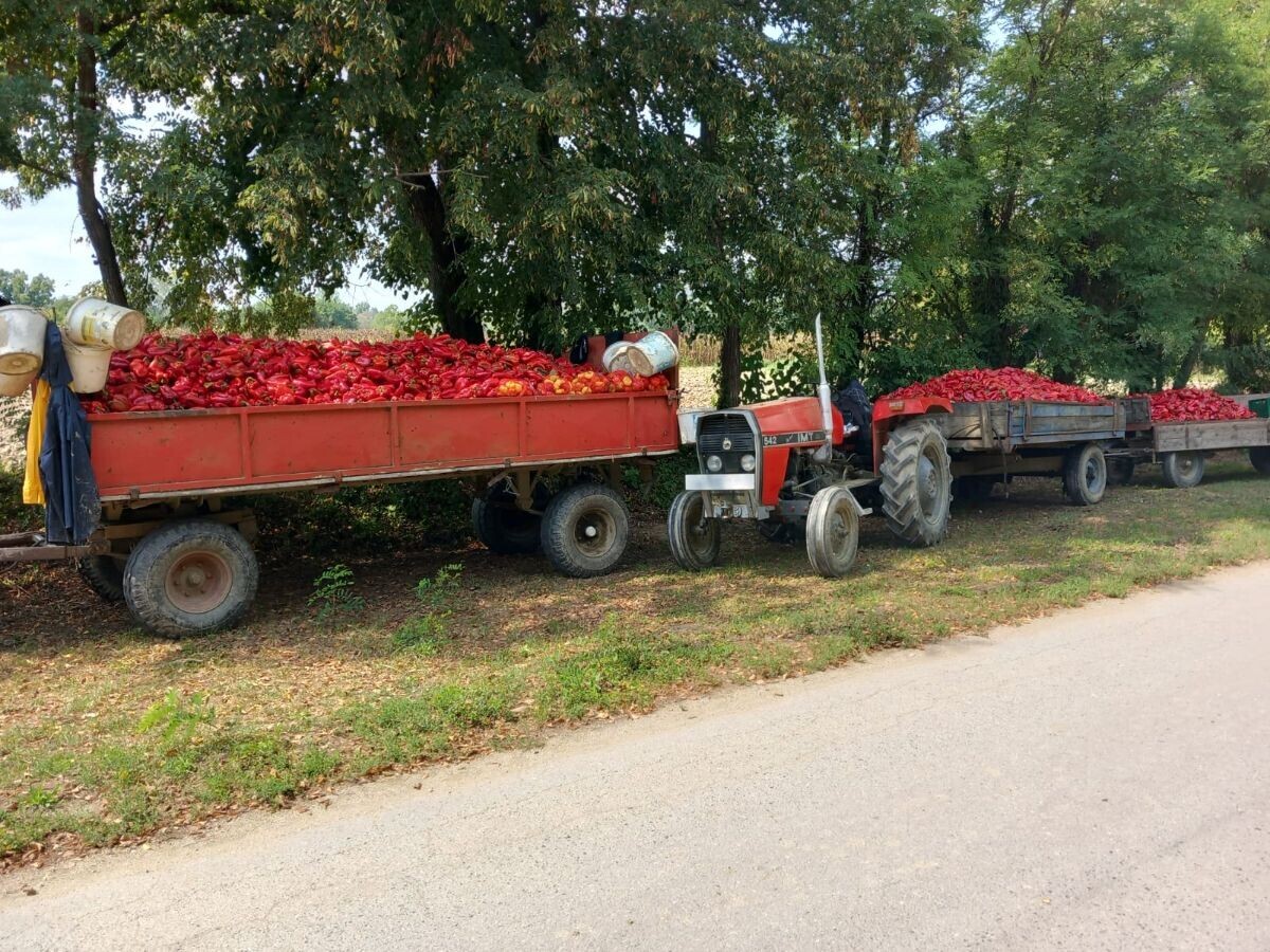 OPG Ćor