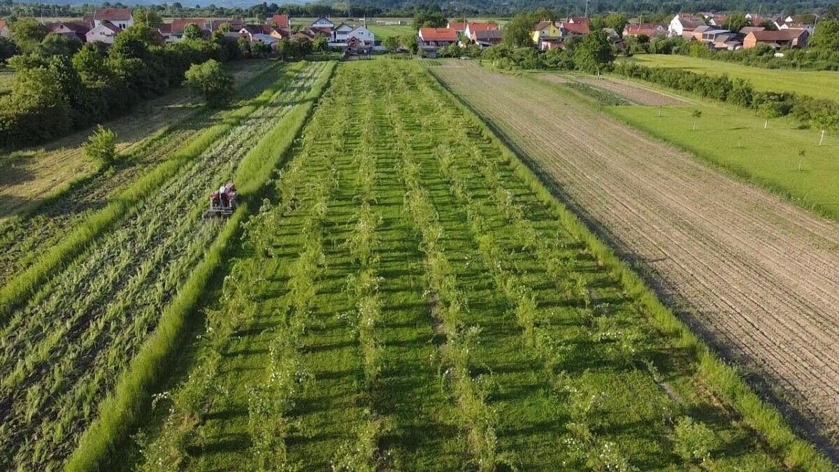 šipak