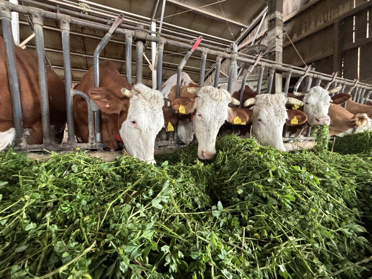 krave silaža Poljinos