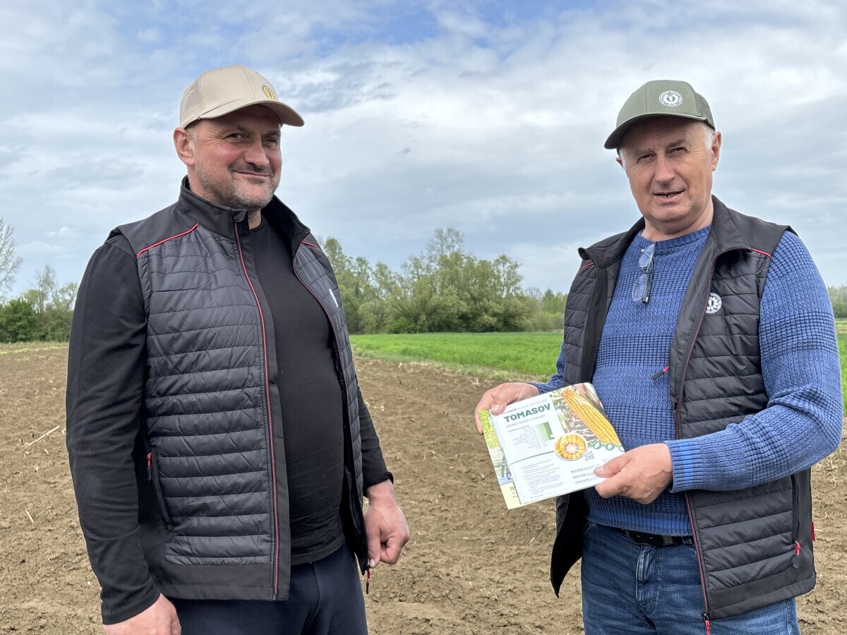 hibirid kukuruz Poljnos