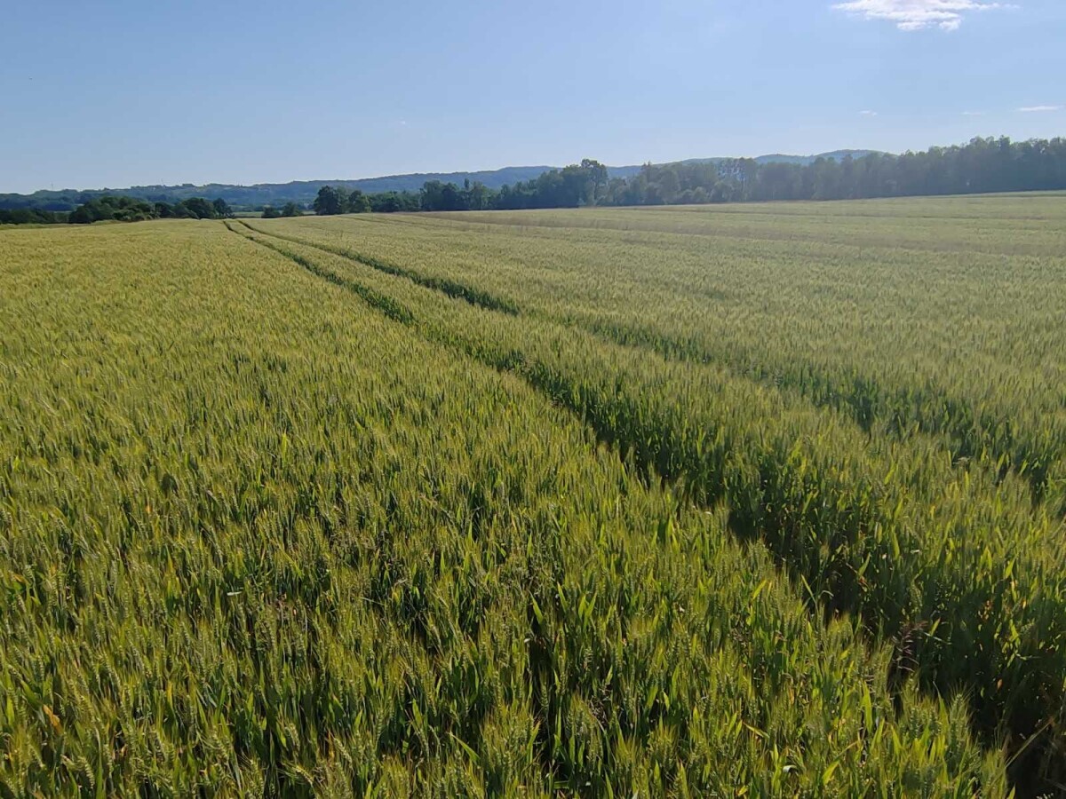 pšenica, polje, klas