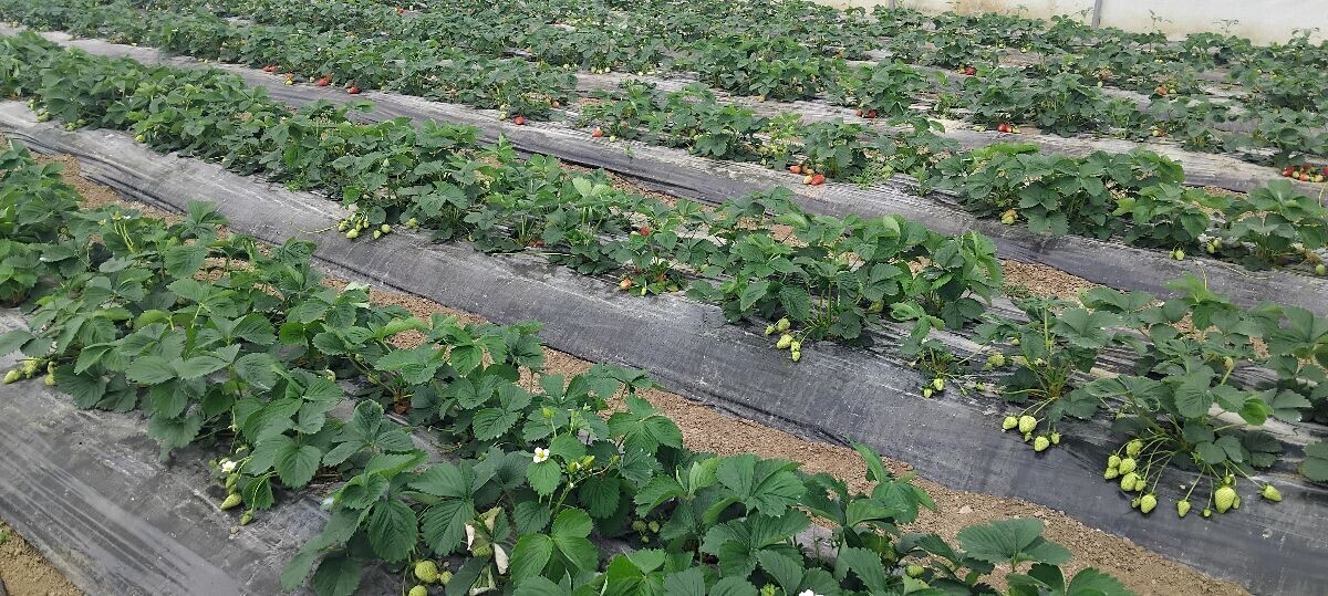 zasad jagoda u plasteniku