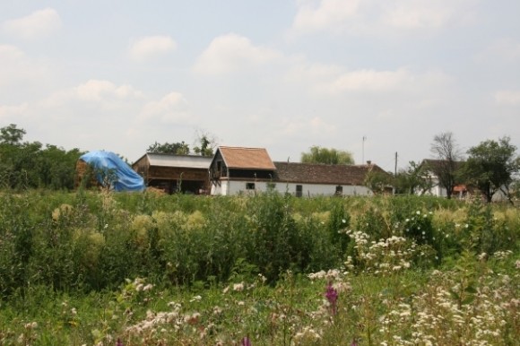 Organska proizvodnja