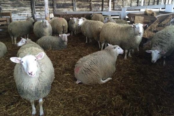 Ovce na farmi