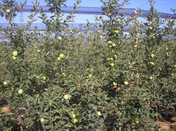 Ispravno opterečeni dvogodišnji nasad jabuka