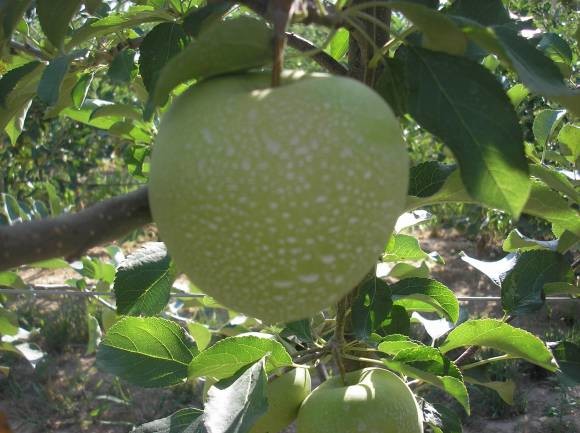 Plod jabuke tretiran kaolinskom glinom