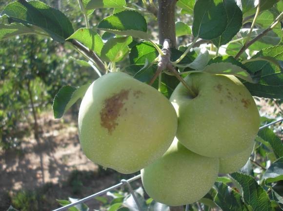 Ožegotine na plodovima jabuke