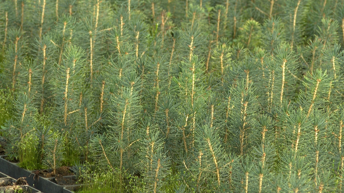 mlada drvca pančićeve omorike