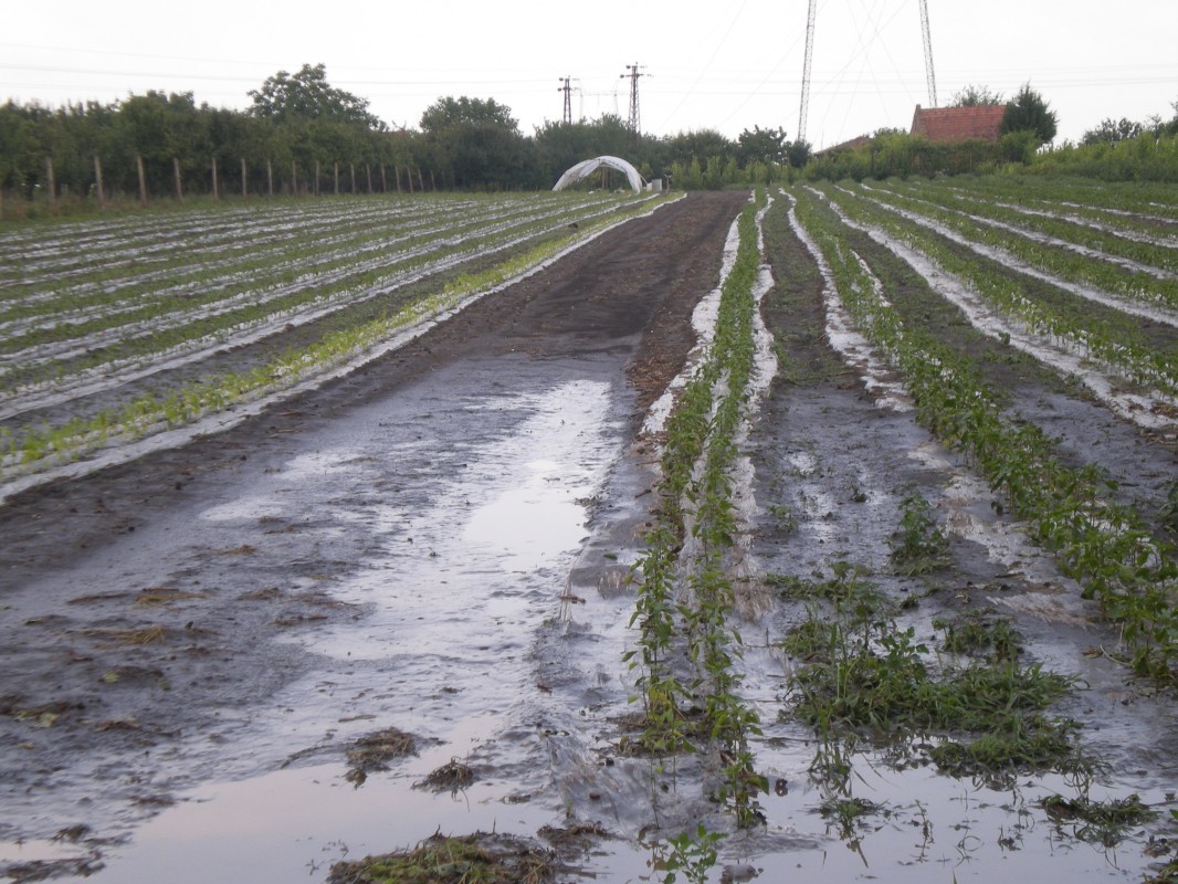 Uništeni povrtarski usevi