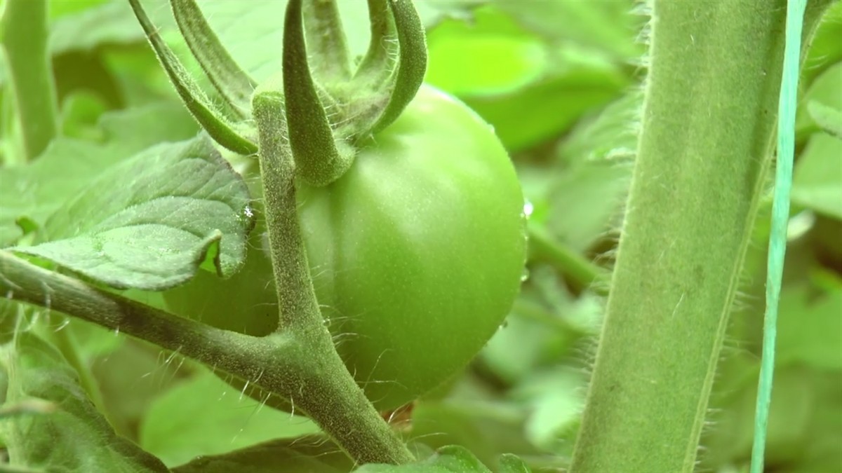 Paradajz u plasteniku