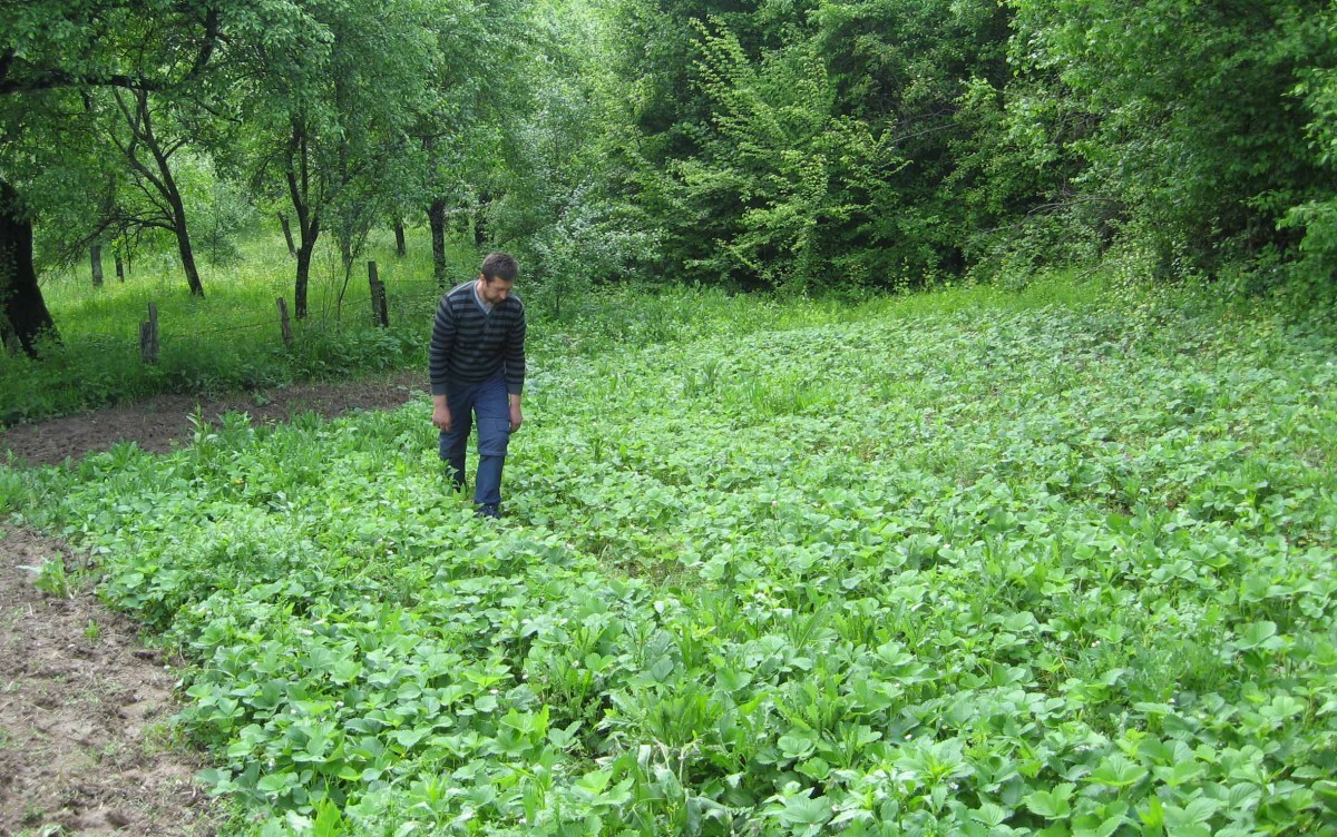 Jagode u Šumadiji