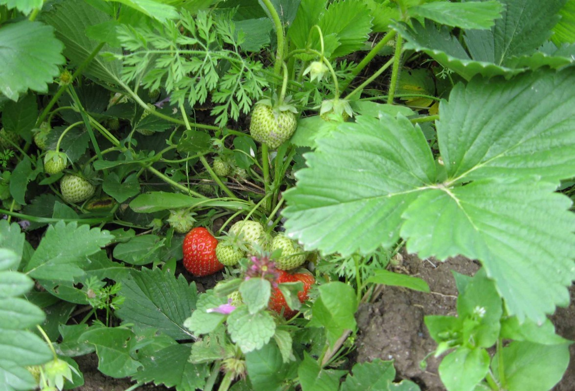 jagode