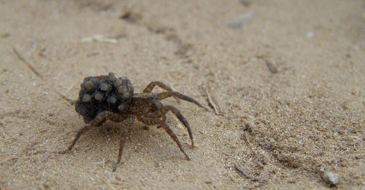 tarantula pauci