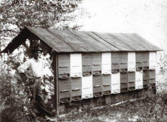 Pradeda pored košnica