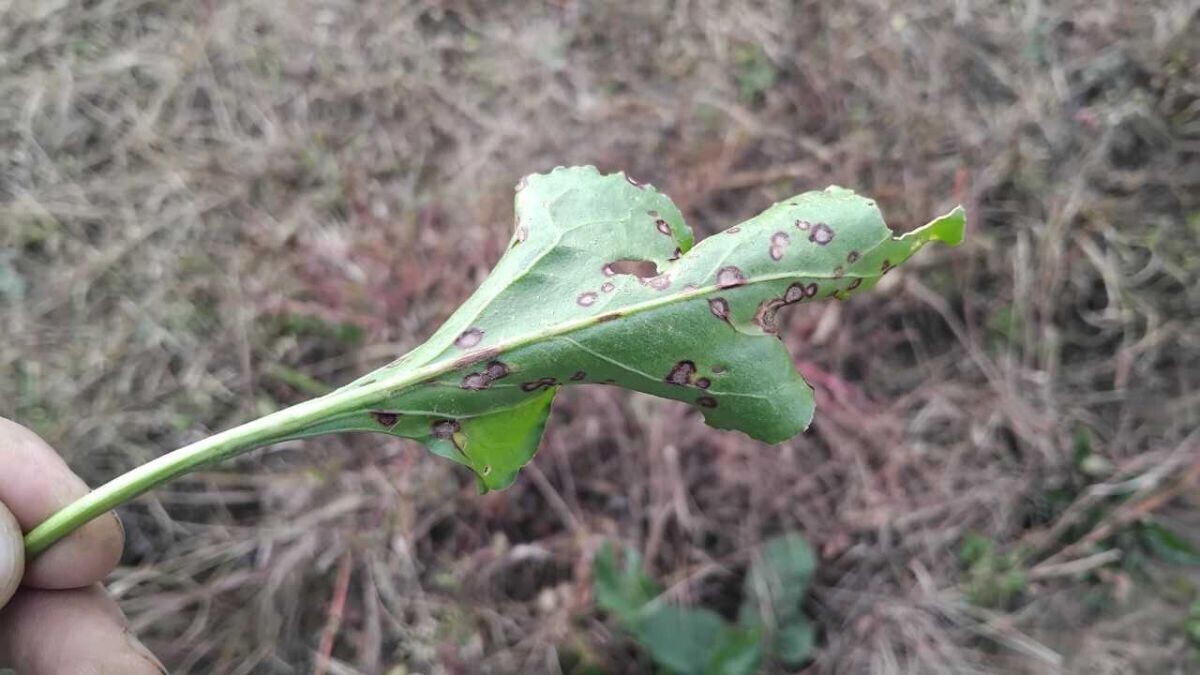 Pjegavost lista cvekle