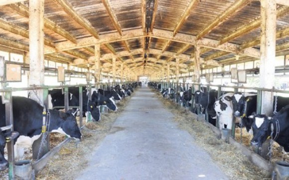 Farma krava PKB