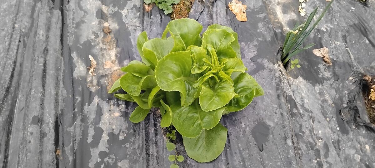 glavica salate