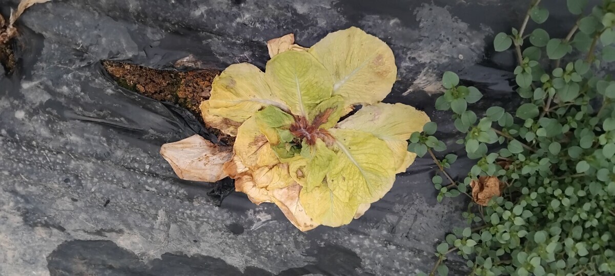 salata, napadnuta plamenjačom