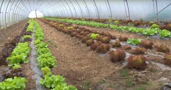 Plastenik porodice Budimović