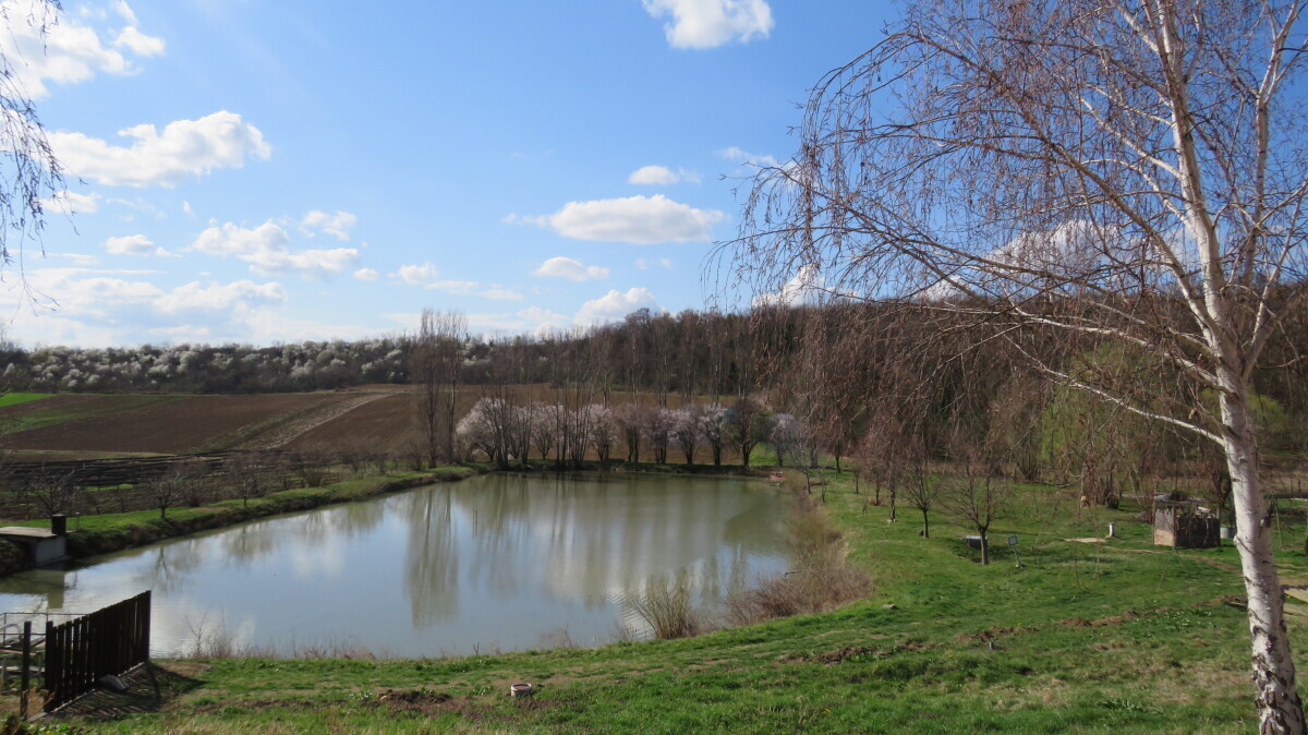 petkovica fruška gora sremuš