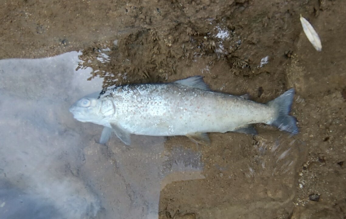 Uginule ribe će biti predate kao dokazni materijal