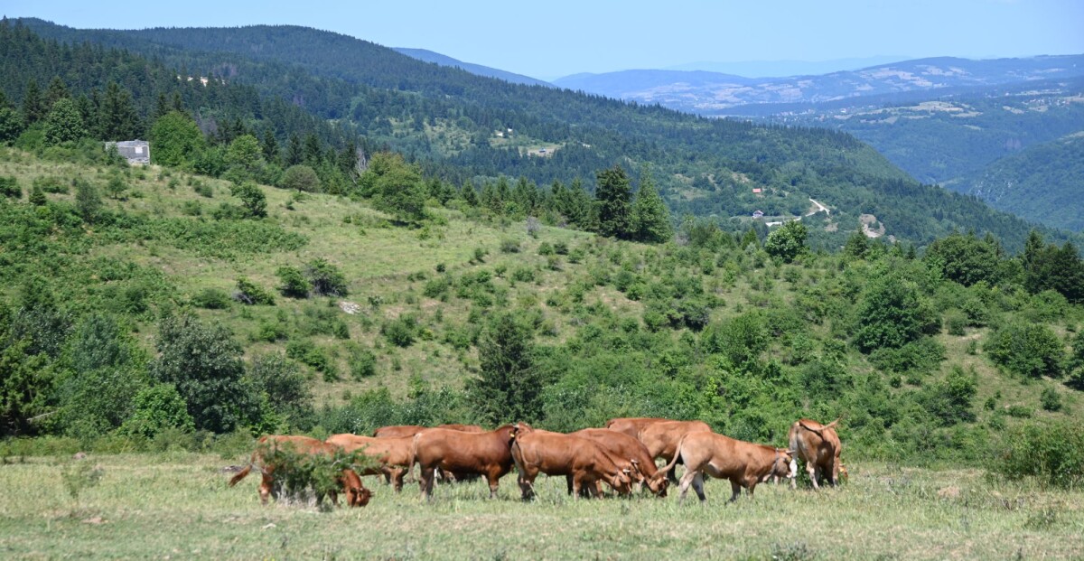 Krave na pašnjaku