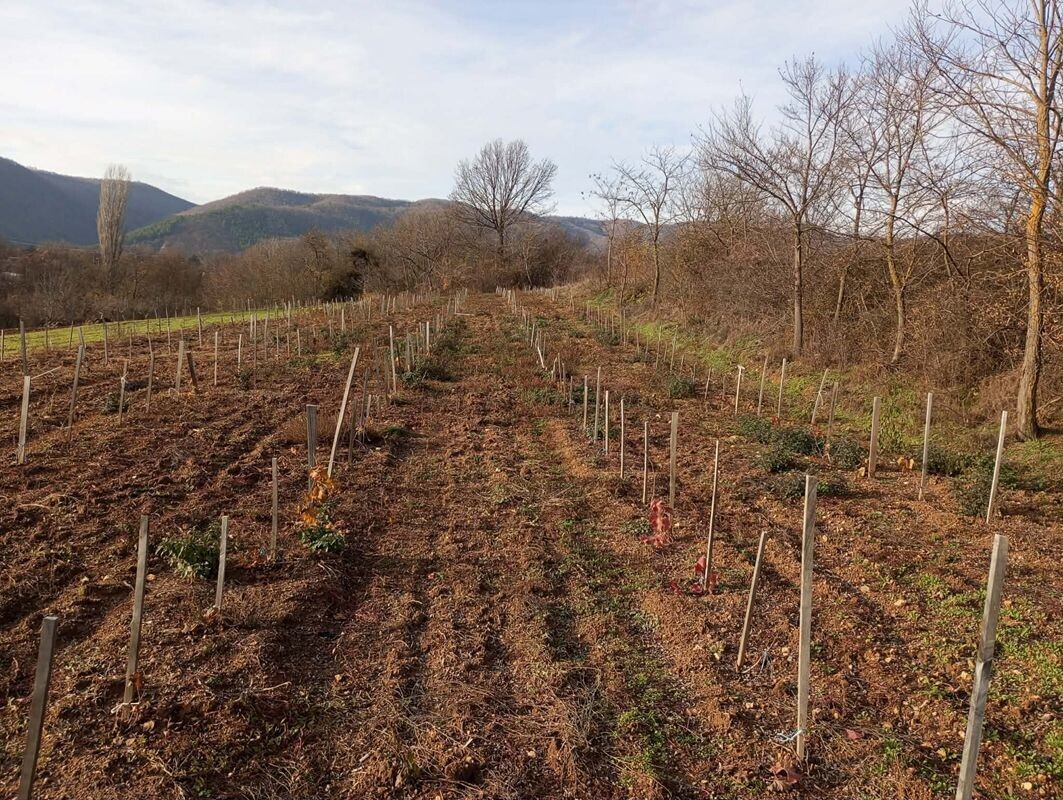 Drveni stubovi u vinogradu