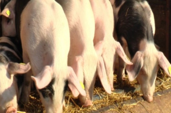 Prasad na Rumskom vašaru