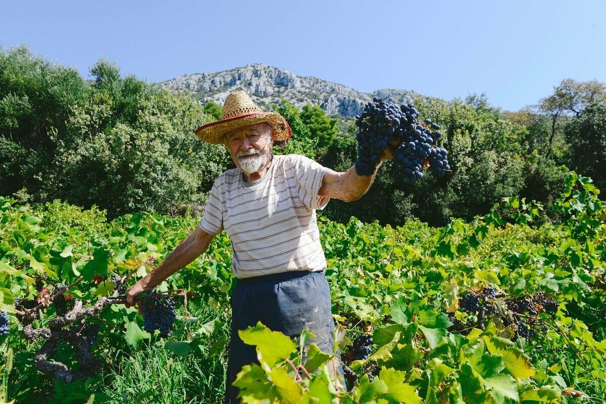 Milo vinograd
