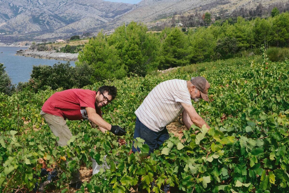 Denis u vinogradu s ocem Milom