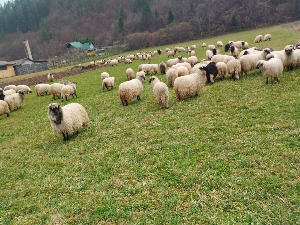 Osam mjeseci borave na ispaši