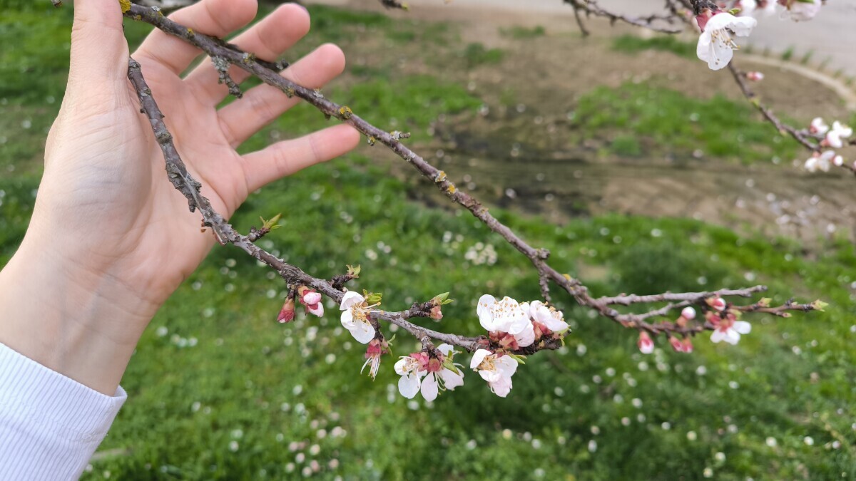 grančica procvjetale marelice