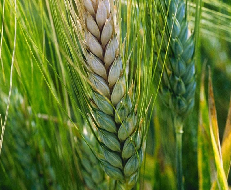 Fuzarijum u pšenici