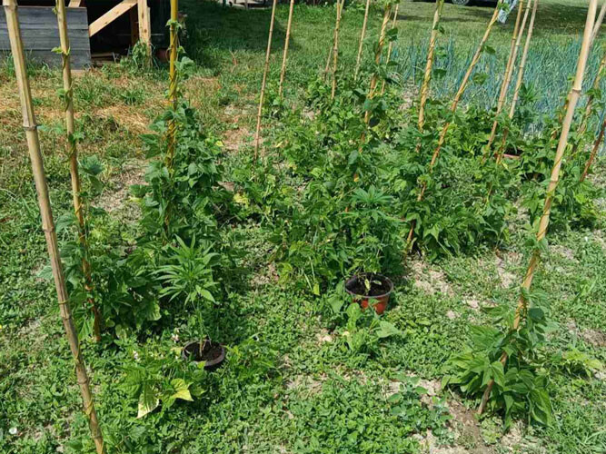 marihuana