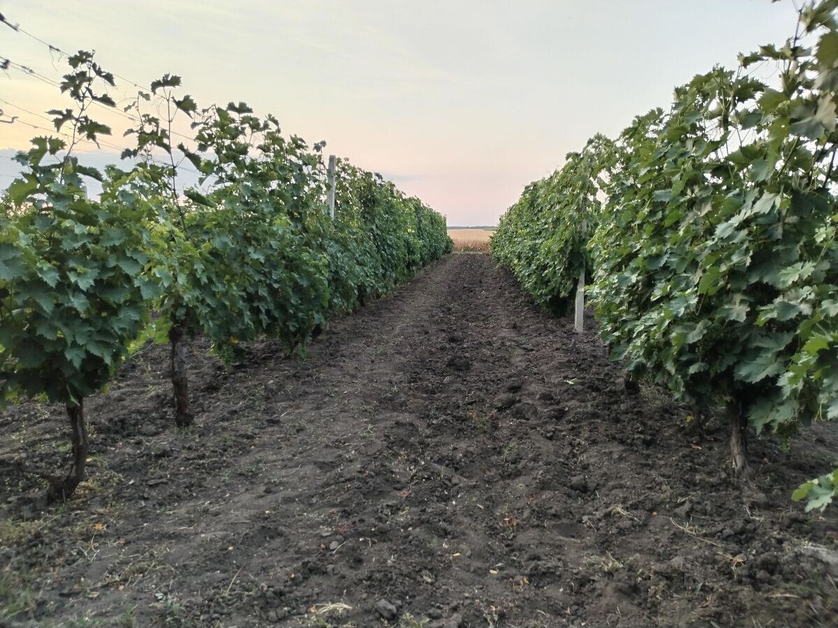 Vinograd u julu