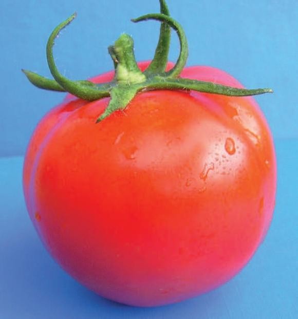 Rajčica u hidroponskom uzgoju