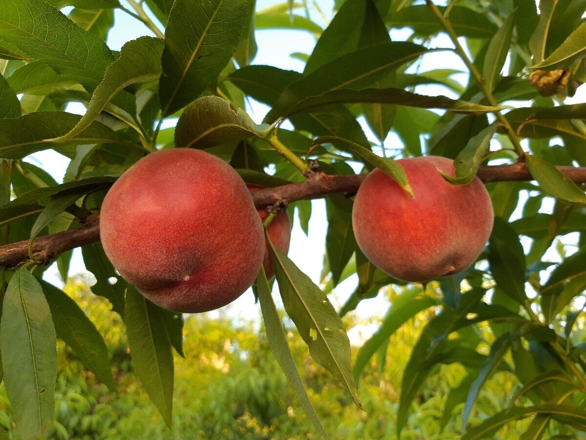 rane sorte breskve mraz