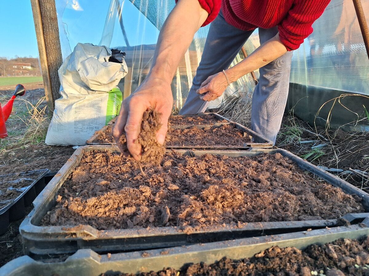 rasipanje zemlje za rasad